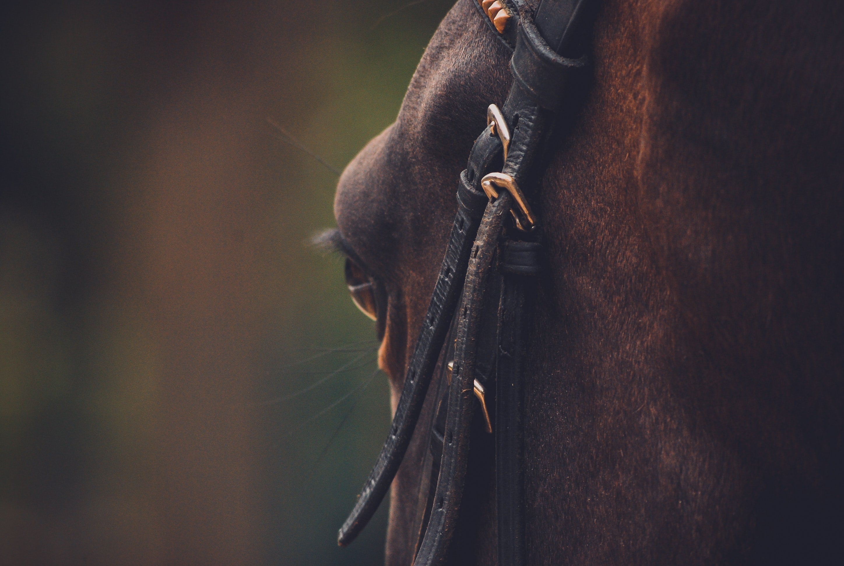 picture of horse face with bridle